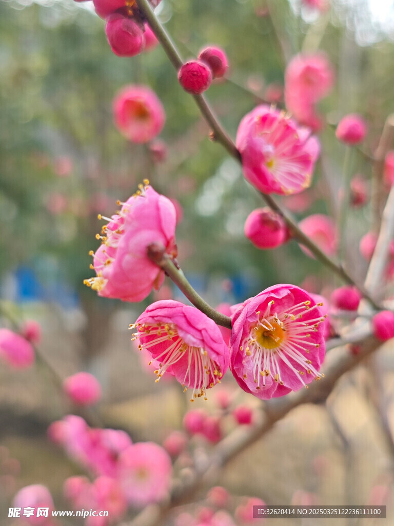 腊梅 梅花