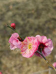 腊梅 梅花
