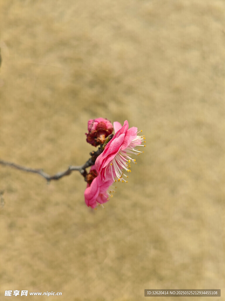 腊梅 梅花