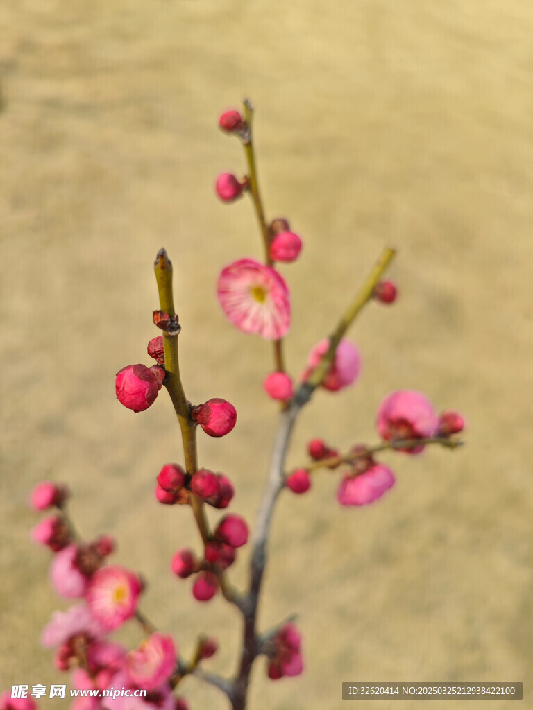 腊梅 梅花