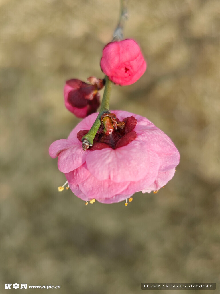 腊梅 梅花
