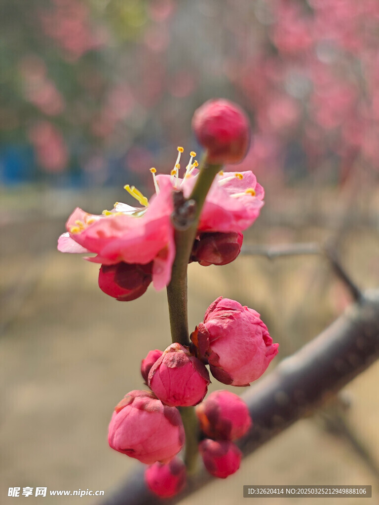 腊梅 梅花