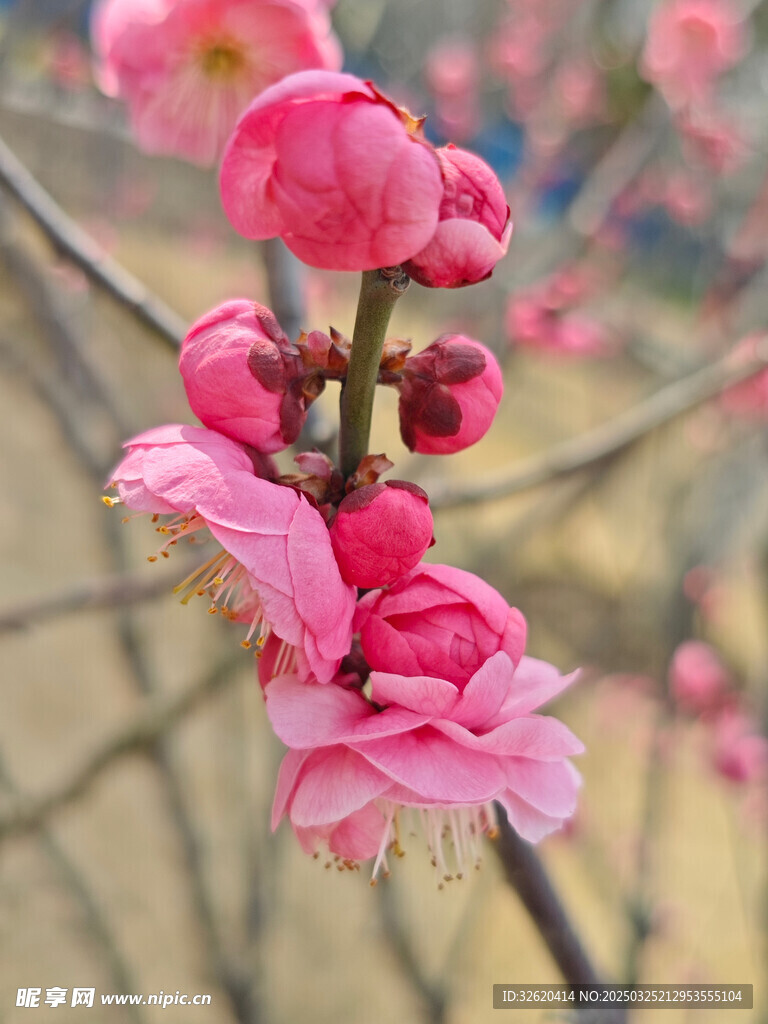 腊梅 梅花