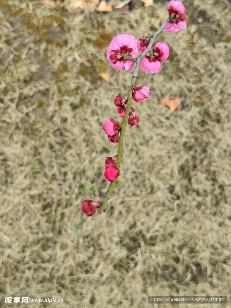 腊梅 梅花