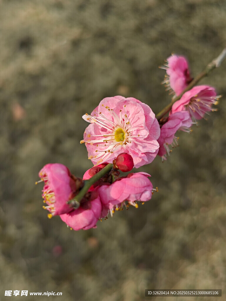腊梅 梅花