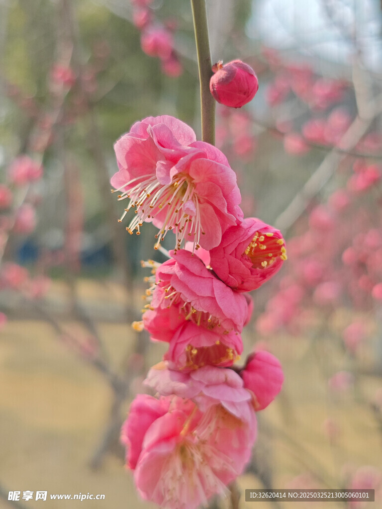腊梅 梅花