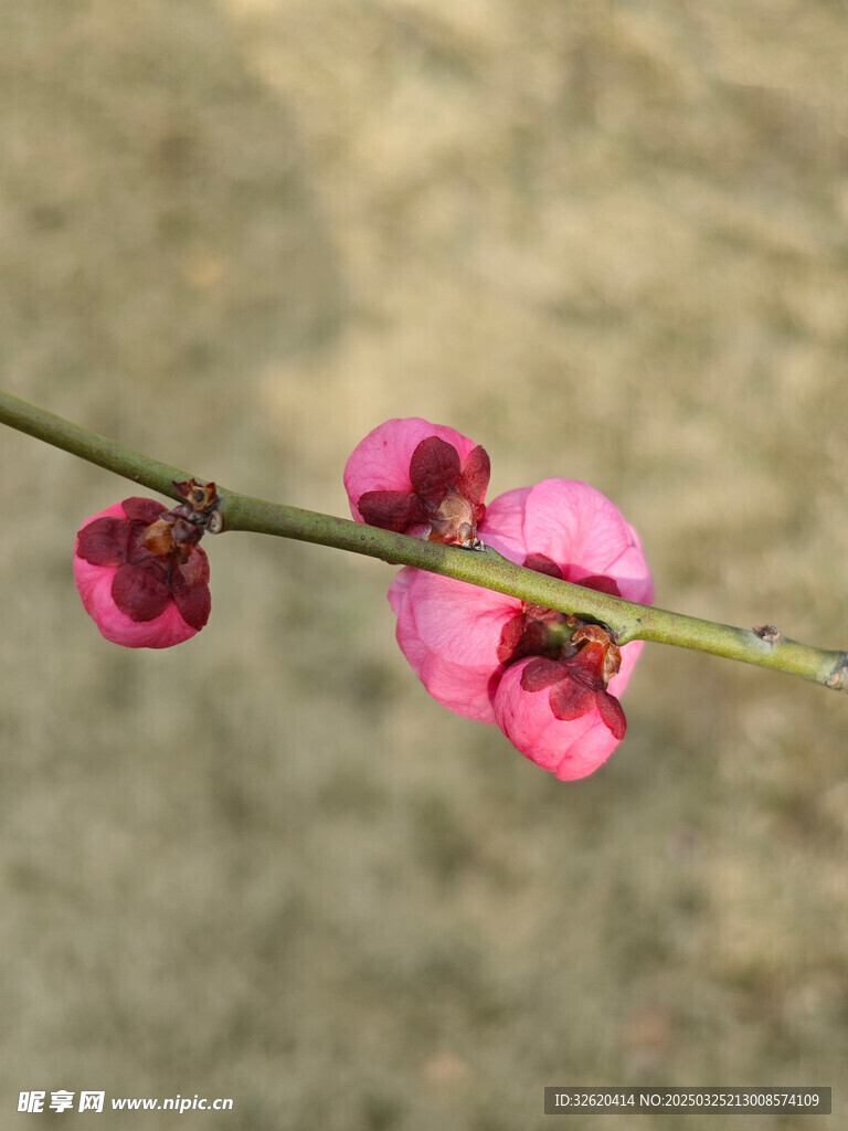 腊梅 梅花