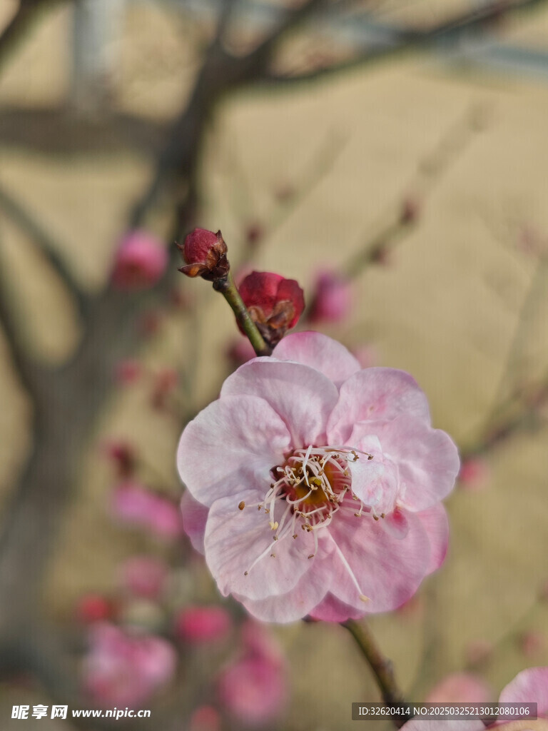 腊梅 梅花
