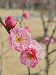 腊梅 梅花