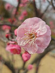 腊梅 梅花