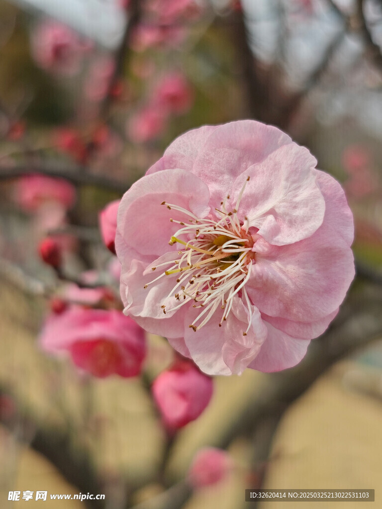 腊梅 梅花