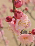 腊梅 梅花
