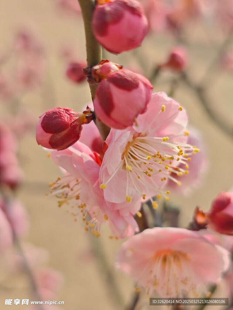 腊梅 梅花