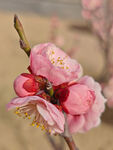 腊梅 梅花