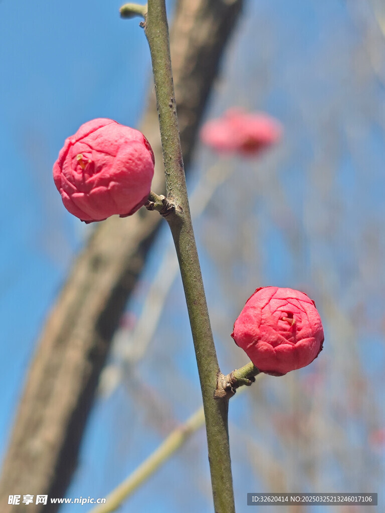 腊梅 梅花