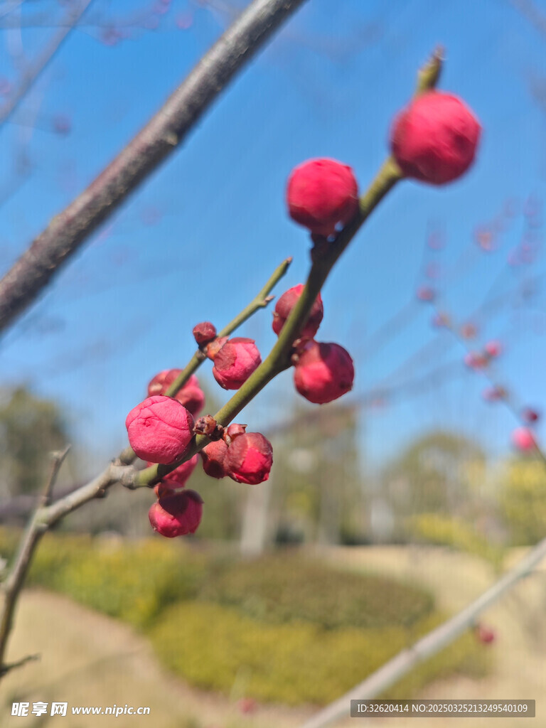 腊梅 梅花