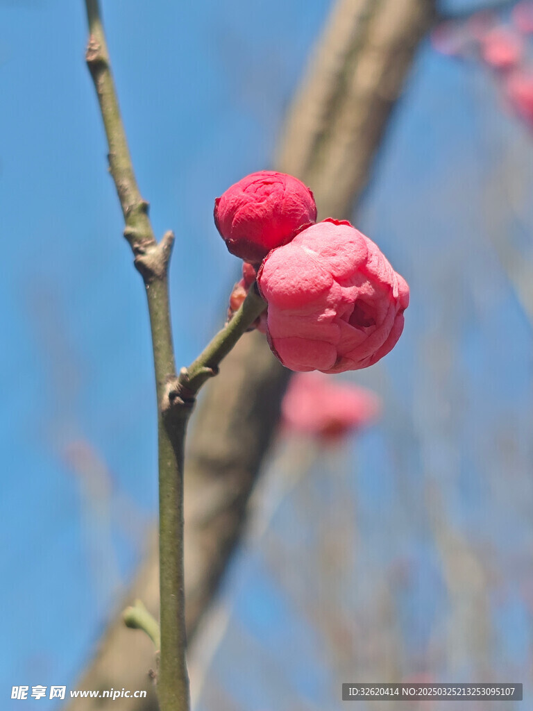腊梅 梅花