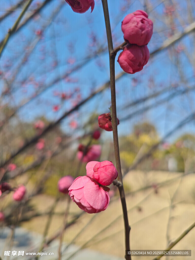 腊梅 梅花