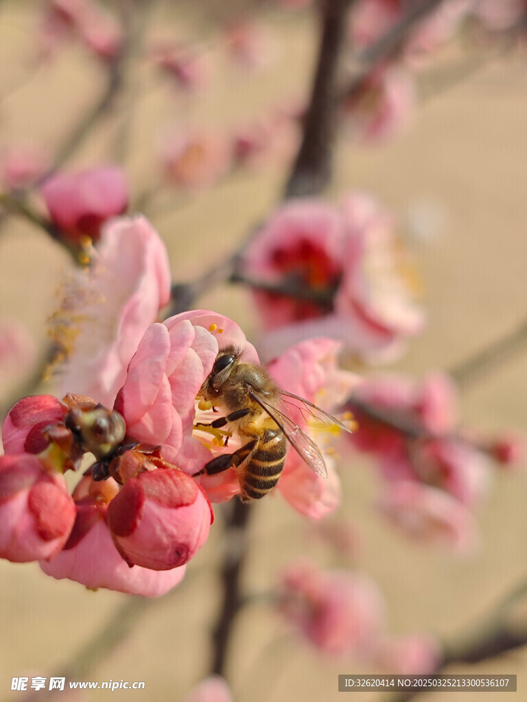 腊梅 梅花