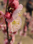 腊梅 梅花