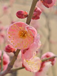 腊梅 梅花