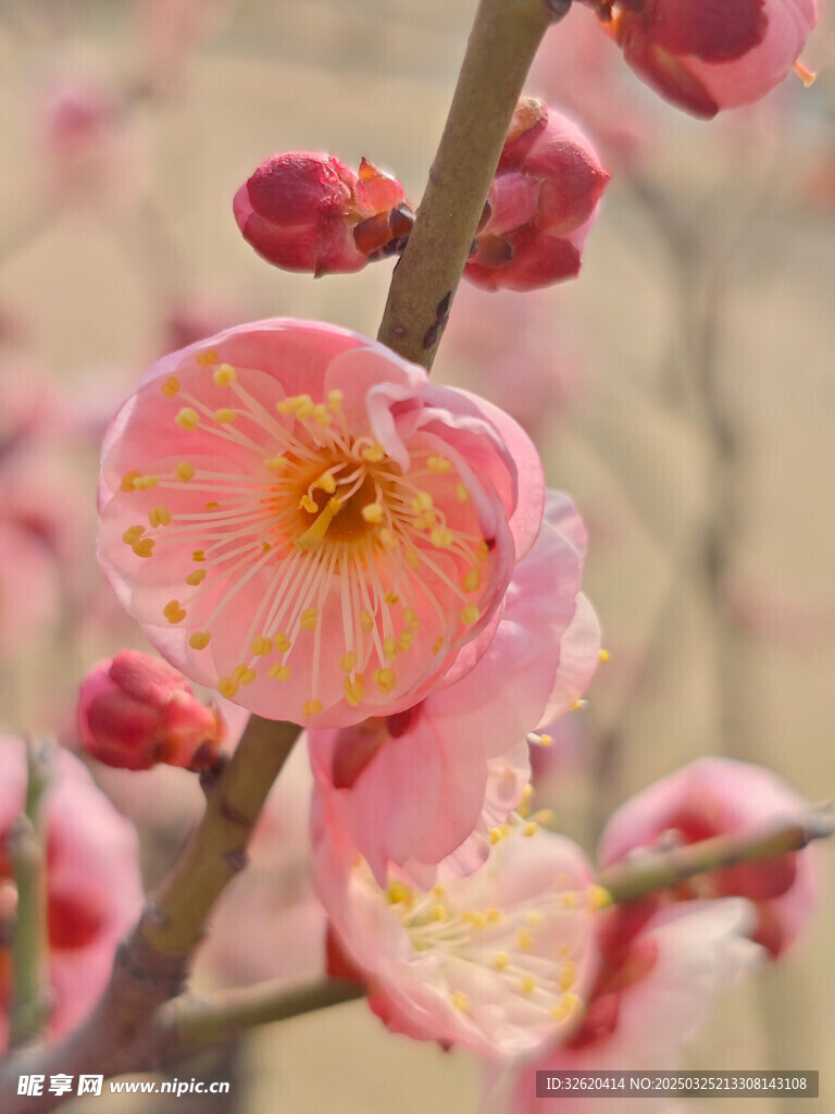 腊梅 梅花