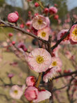 腊梅 梅花