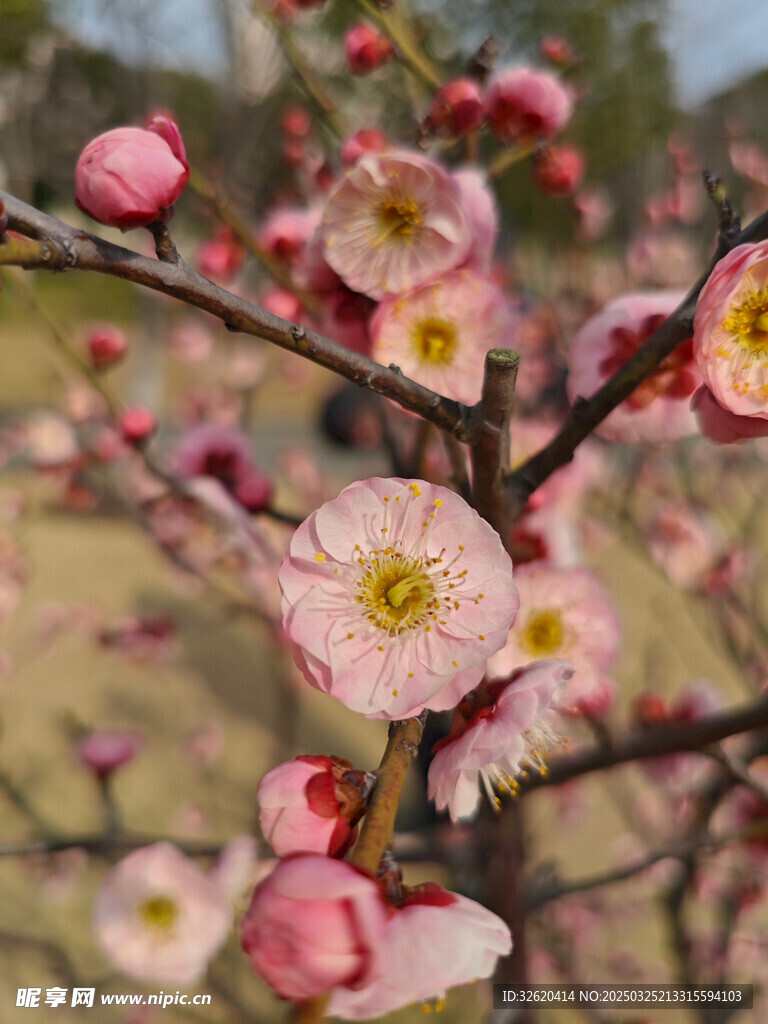 腊梅 梅花