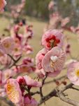 腊梅 梅花