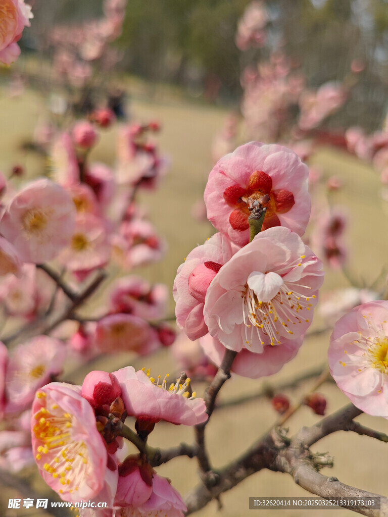 腊梅 梅花