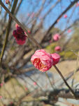 腊梅 梅花