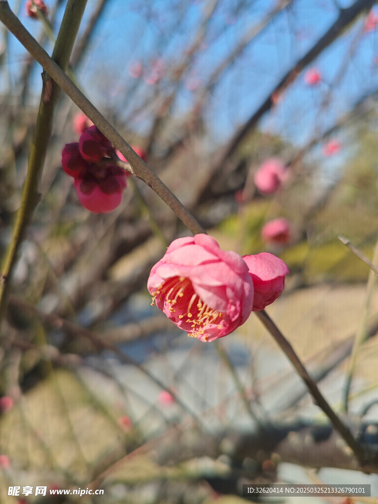 腊梅 梅花