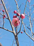 腊梅 梅花