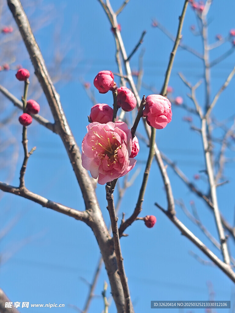 腊梅 梅花
