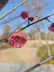 腊梅 梅花