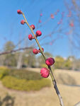 腊梅 梅花