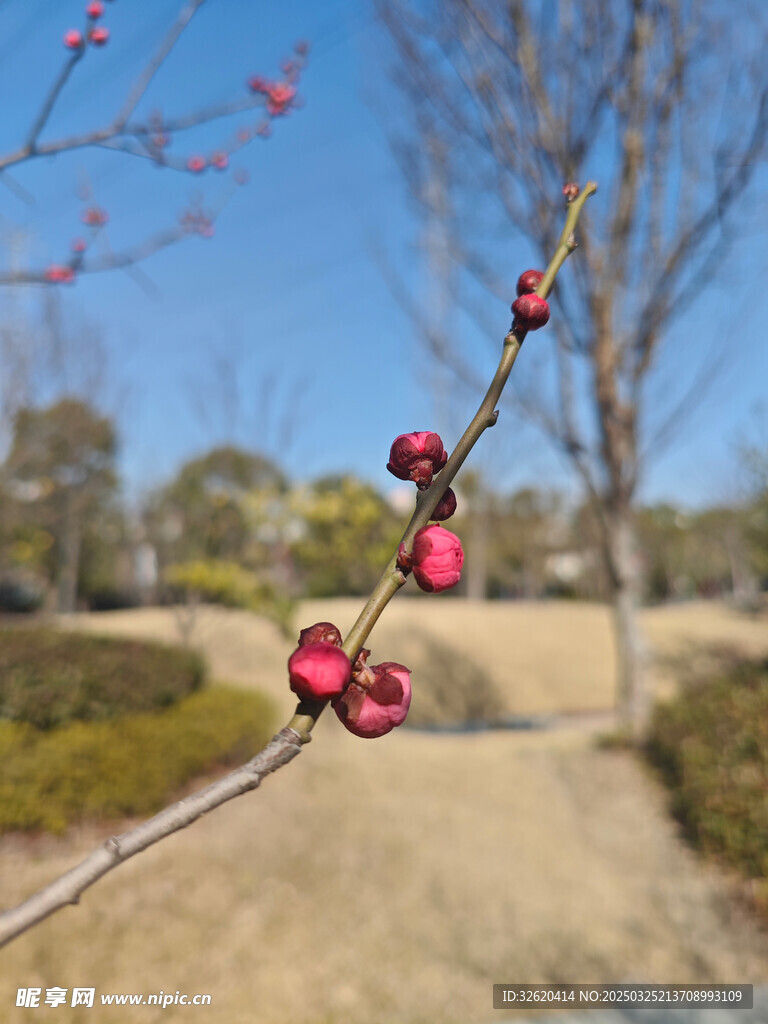 腊梅 梅花
