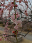 腊梅 梅花