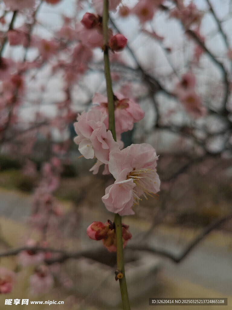 腊梅 梅花