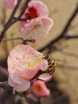 腊梅 梅花