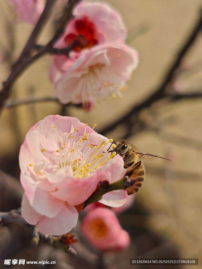 腊梅 梅花