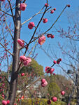 腊梅 梅花