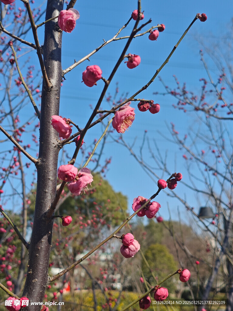 腊梅 梅花