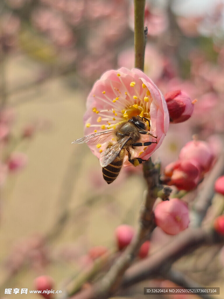 腊梅 梅花
