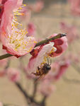 腊梅 梅花