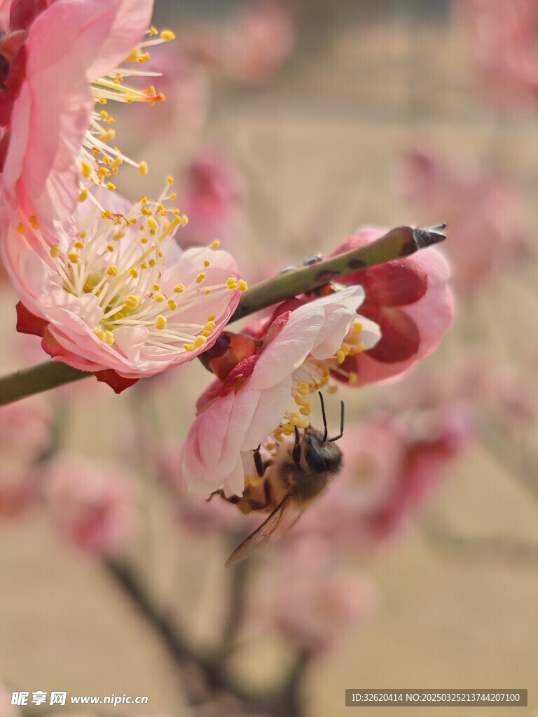 腊梅 梅花