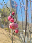 腊梅 梅花