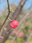 腊梅 梅花