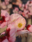 腊梅 梅花