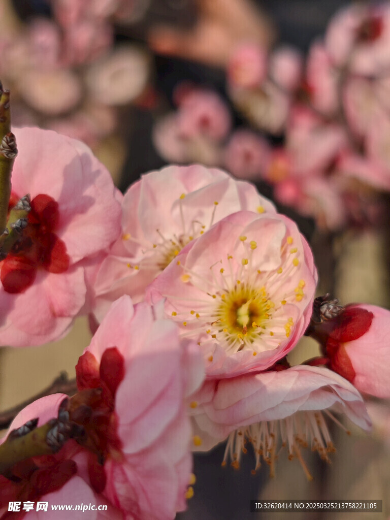 腊梅 梅花
